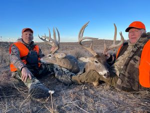 Whitetail